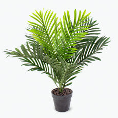 Flora Palme H: 60 cm