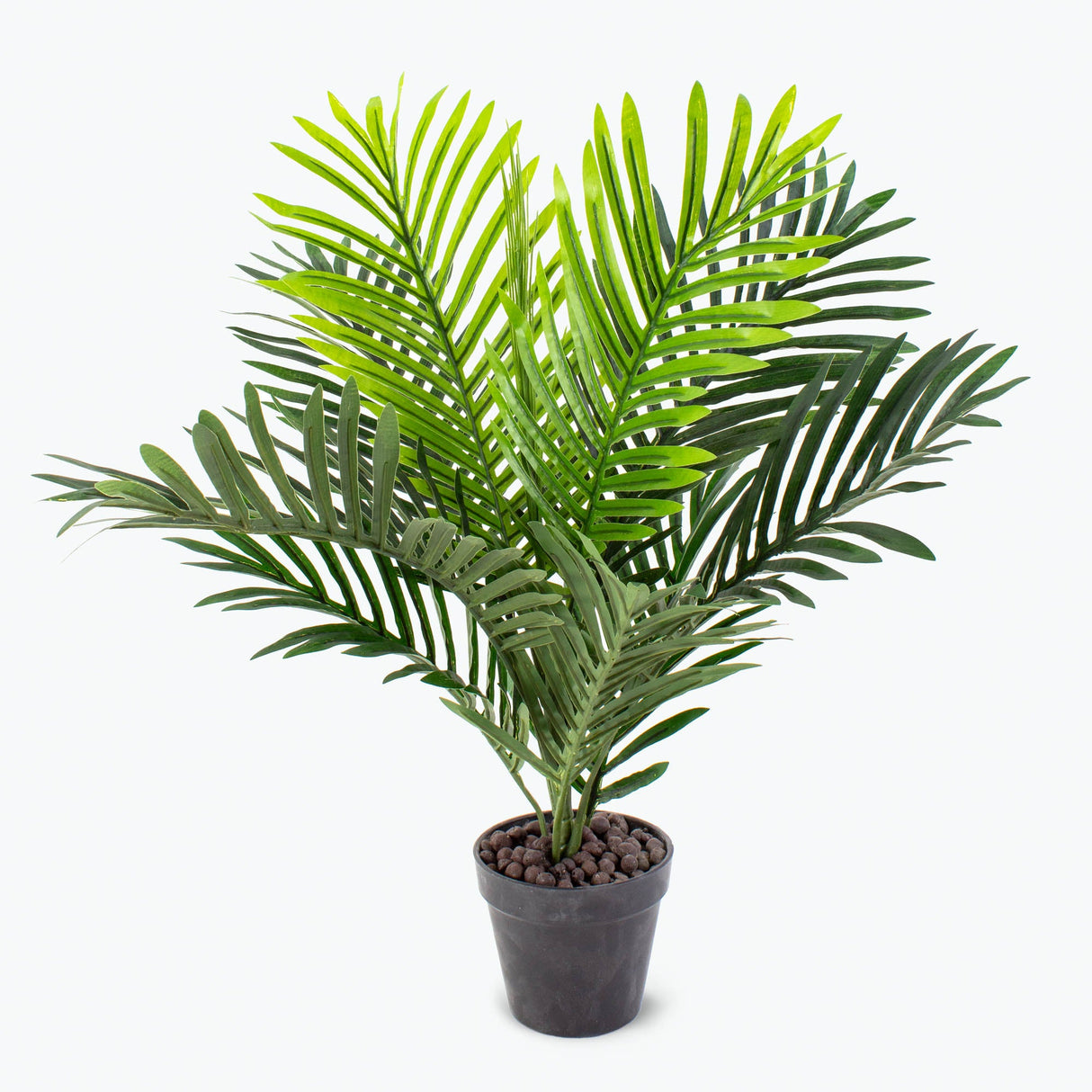 Flora Palme H: 60 cm