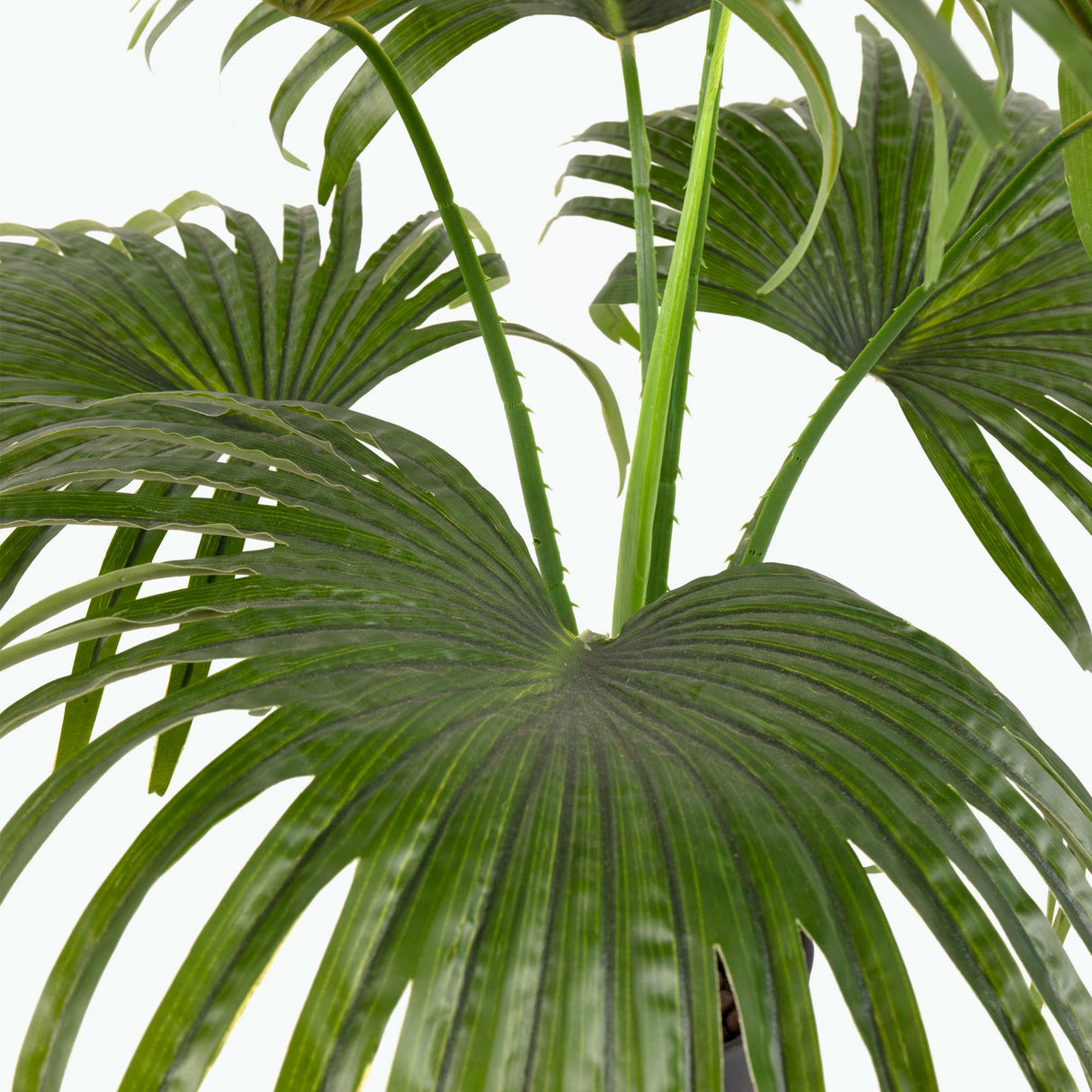 Flora Viftepalme 80 cm