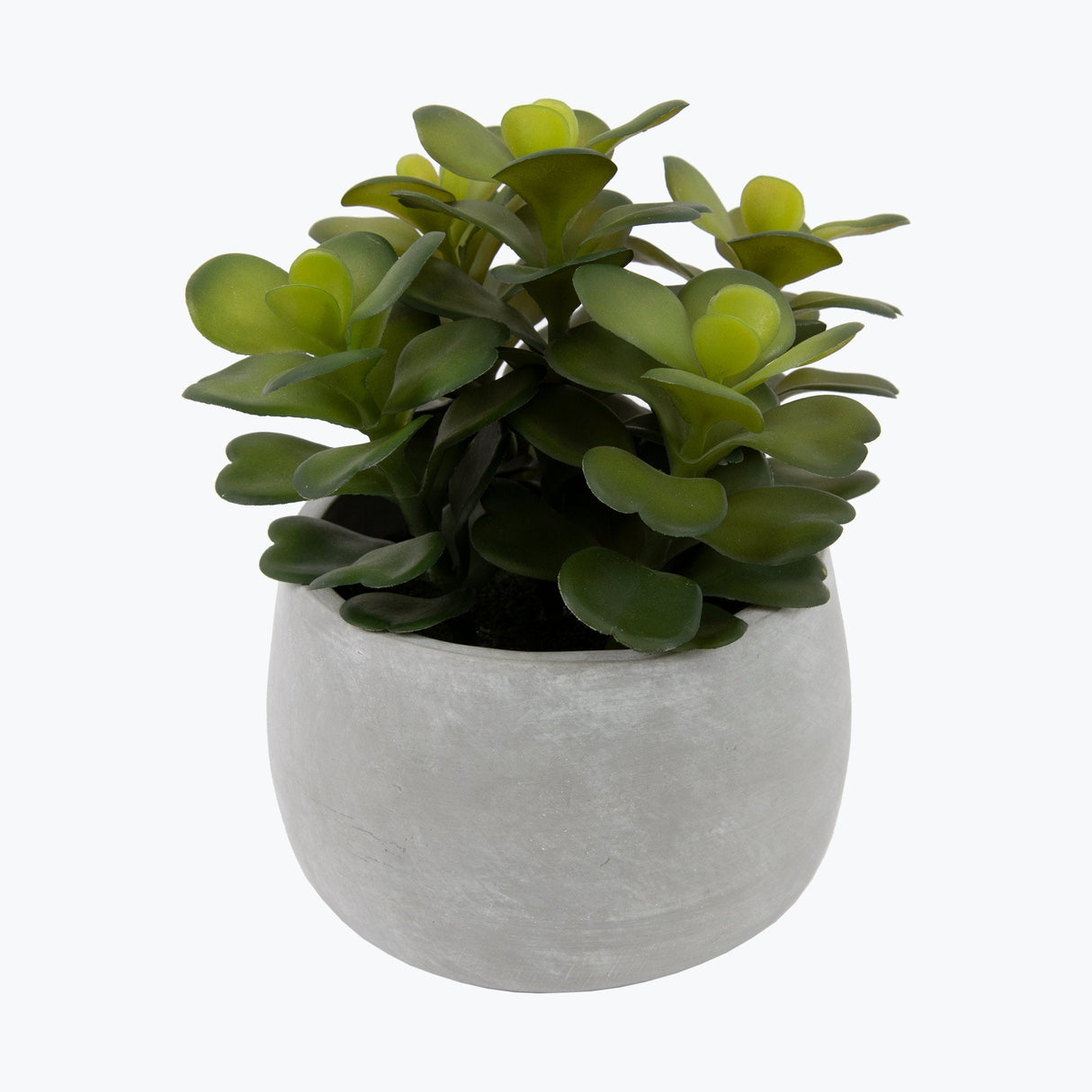 Flora sukkulent