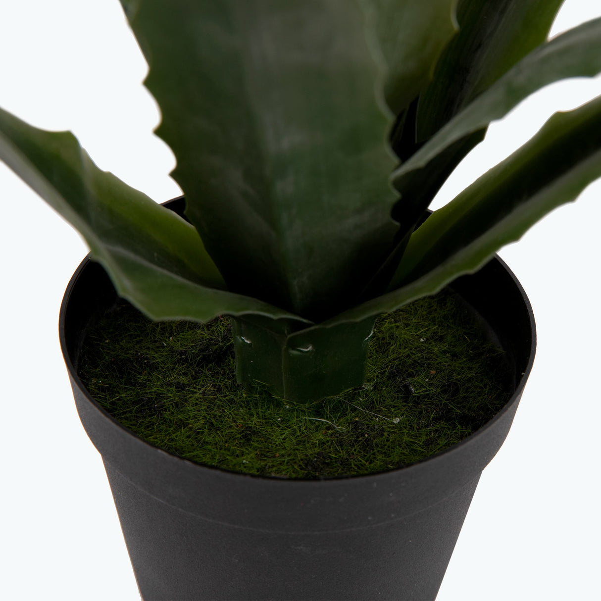 Flora Aloe Vera