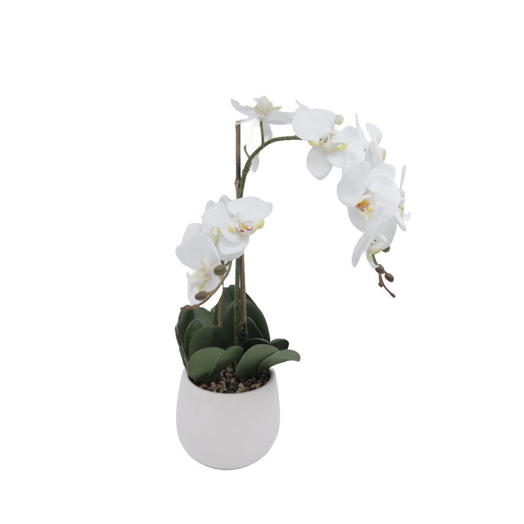 Orchid white 53 cm