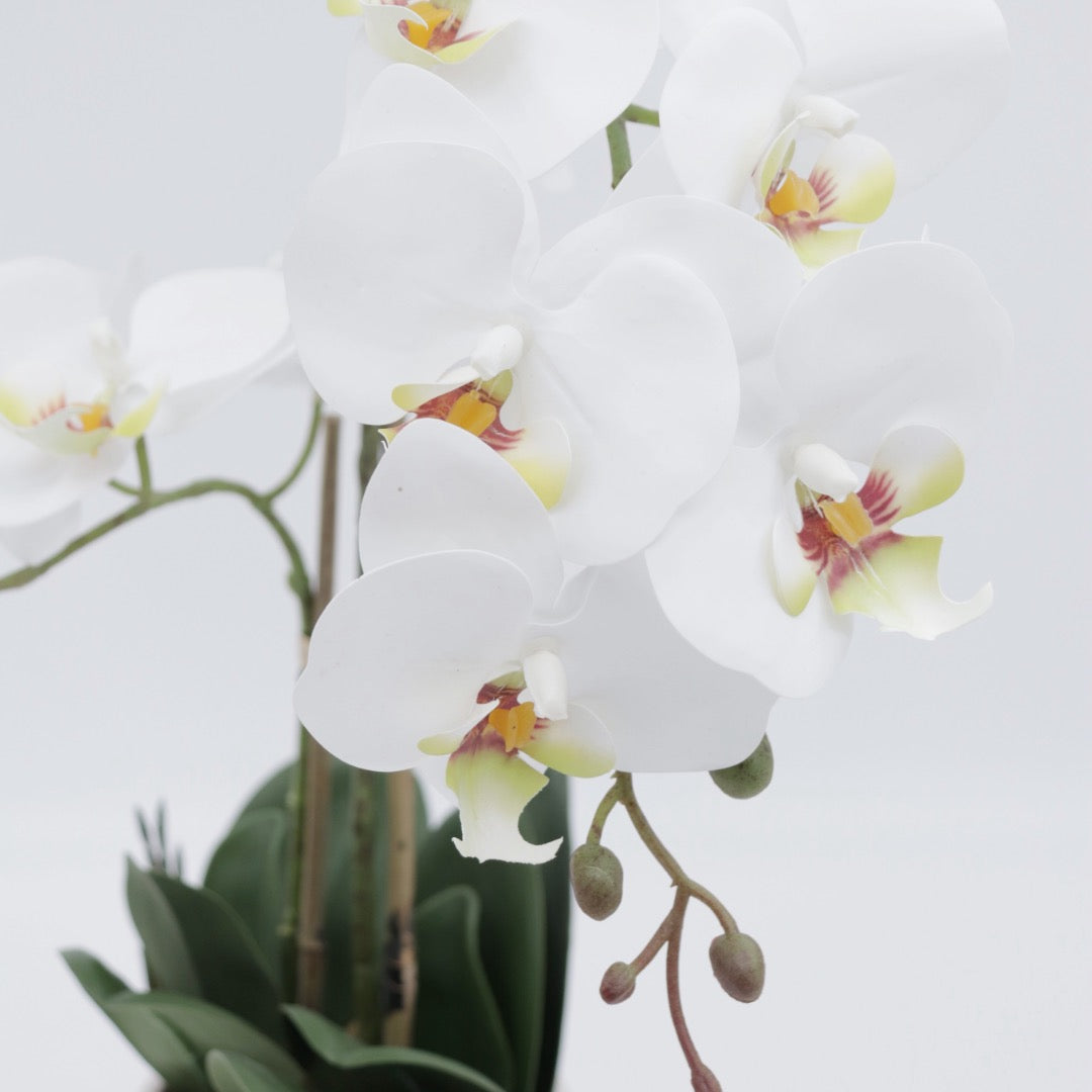 Orchid white 53 cm