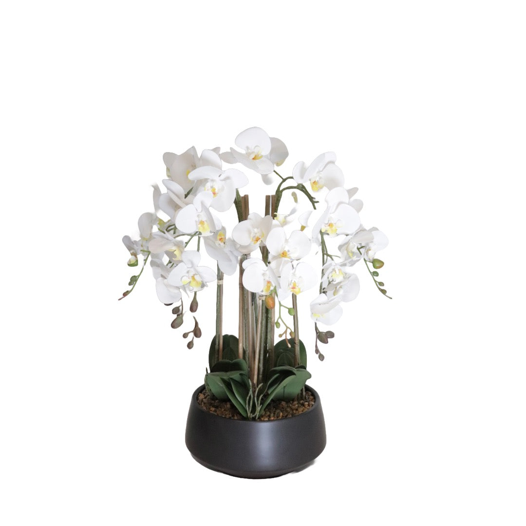 Orchid hvit 73 cm