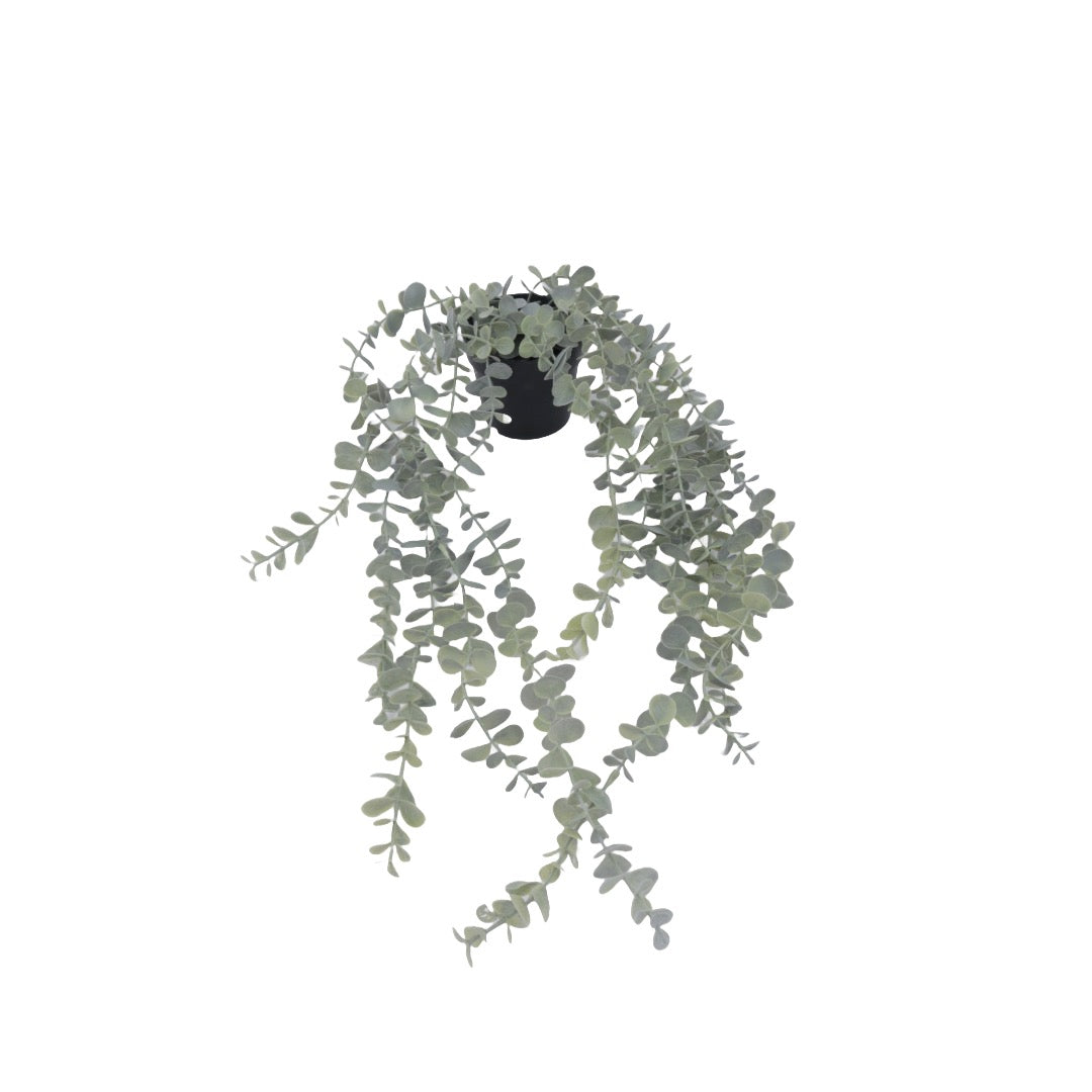 Flora sukkulent hengende 65 cm