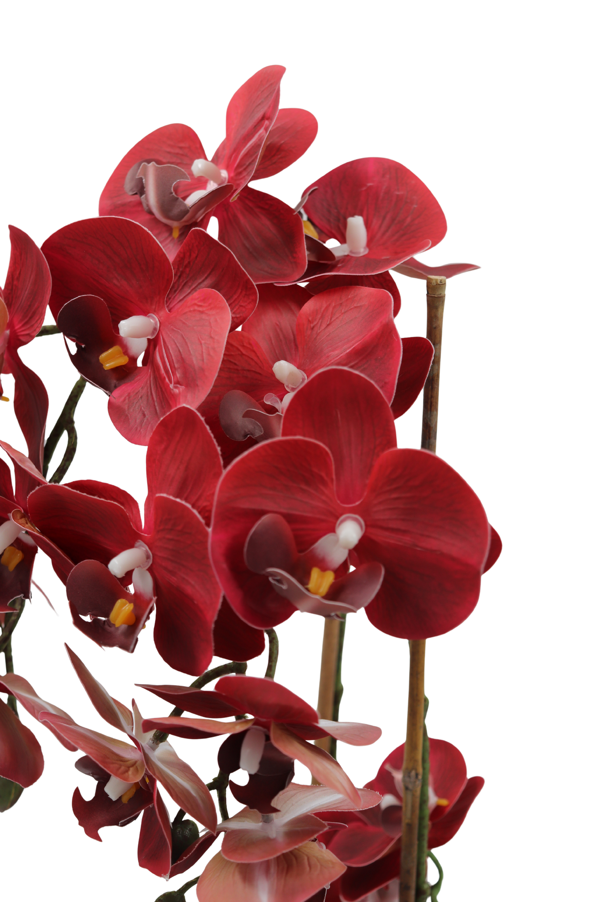 Orchid burgunder 47 cm m/svart potte