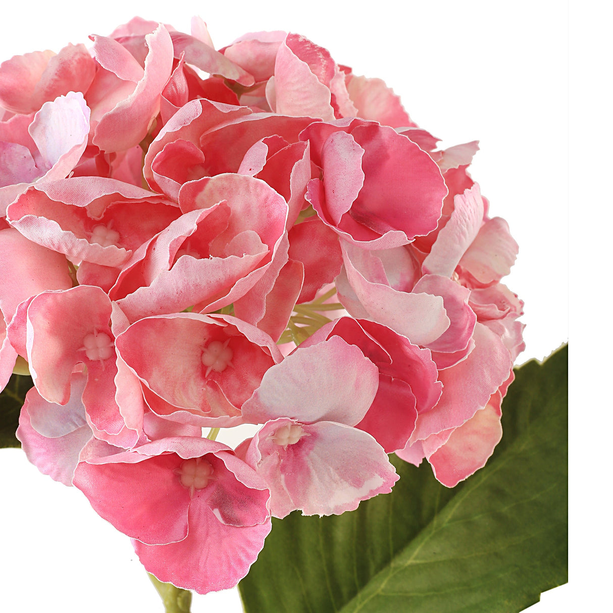 Hortensia rosa 3 stk