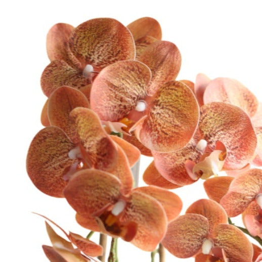 Orchid brown/burgundy 47 cm