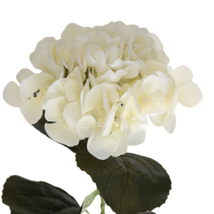 Hortensia hvit 62 cm