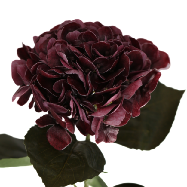 Hortensia burgunder 62 cm