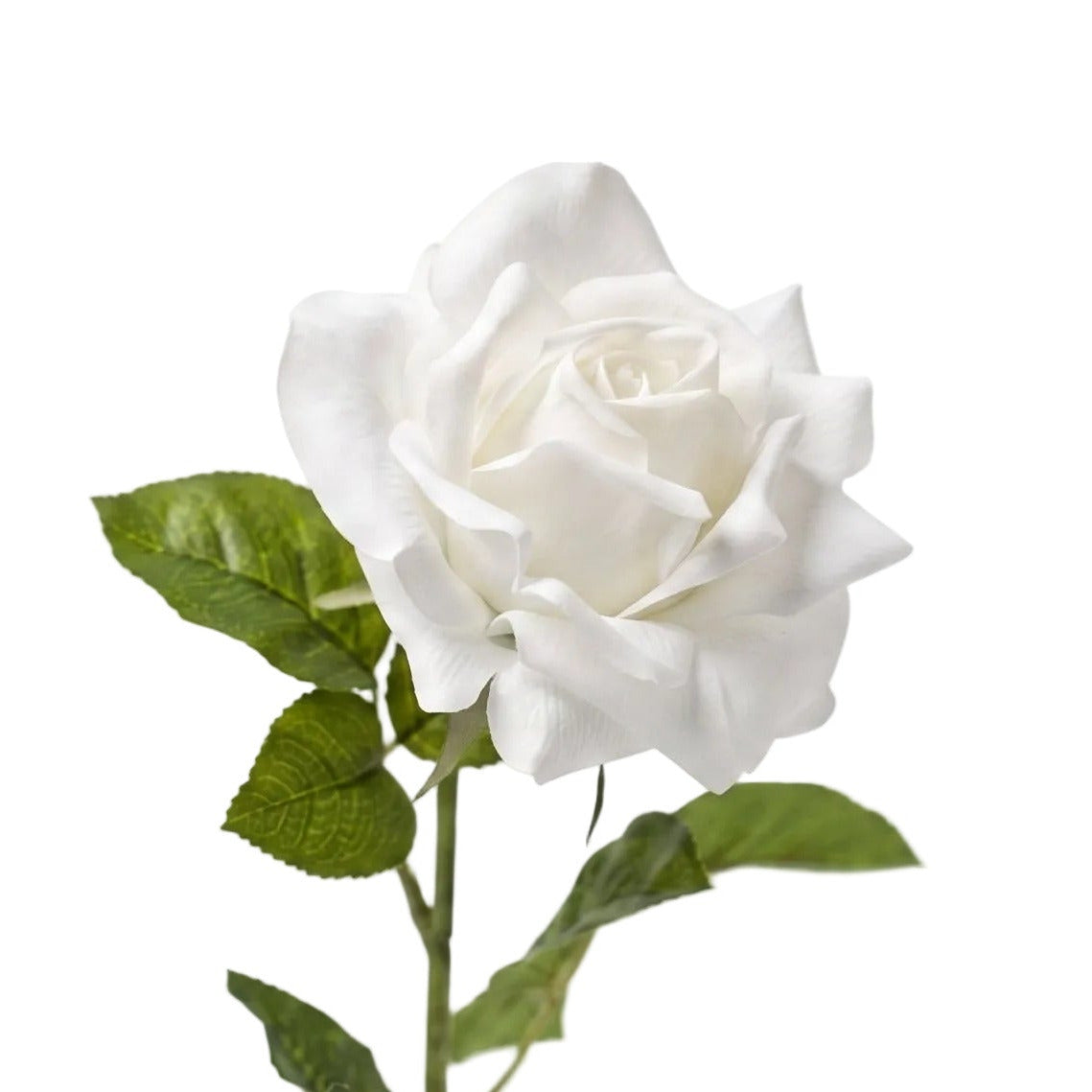 Rose white 64 cm