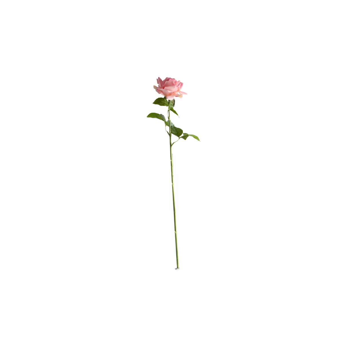 Rose pink 64 cm