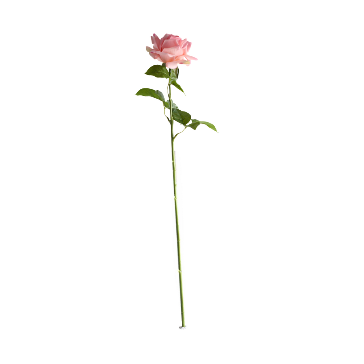 Rose pink 64 cm