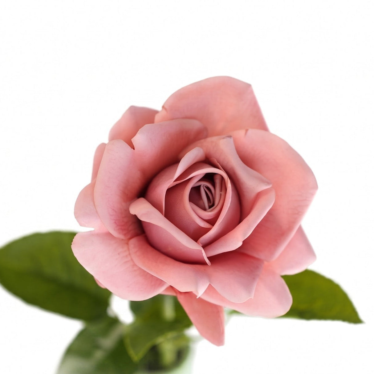 Rose dusty rose 64 cm