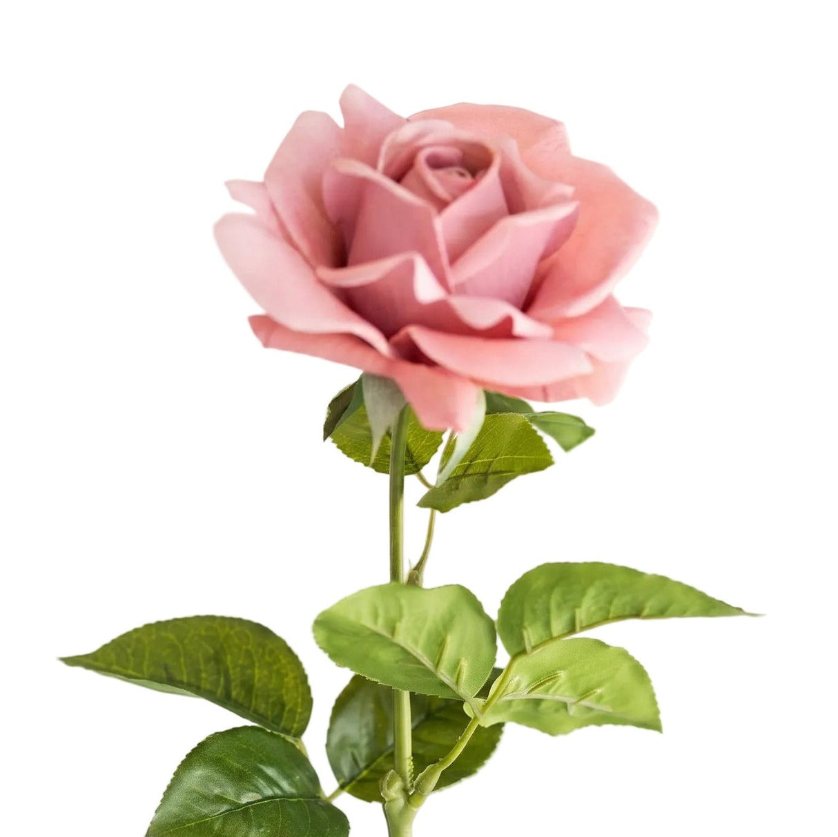 Rose dusty rose 64 cm