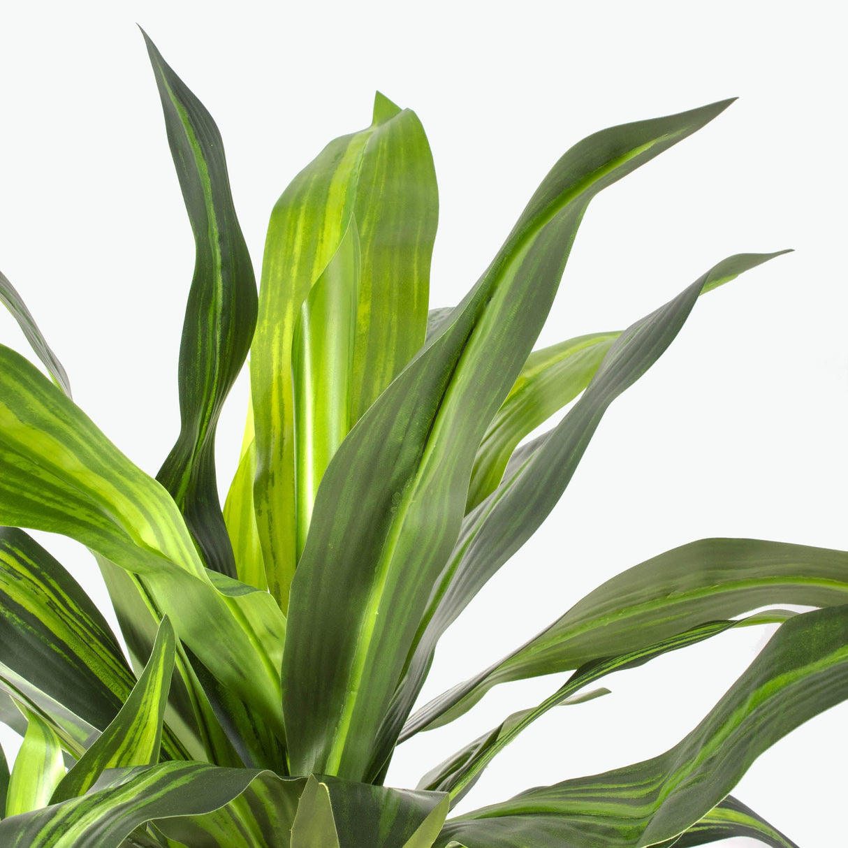 Flora Draketre H: 90 cm