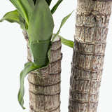 Flora Draketre H: 90 cm