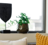 Pan Green potteskjuler