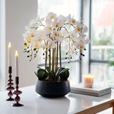 Orchid hvit 73 cm