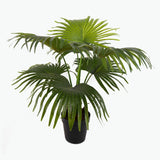 Flora Viftepalme 80 cm