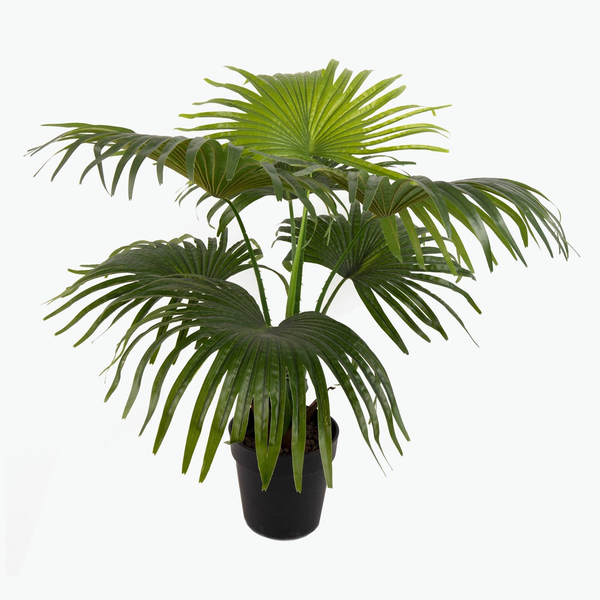 Flora Viftepalme 80 cm