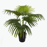 Flora Viftepalme 80 cm