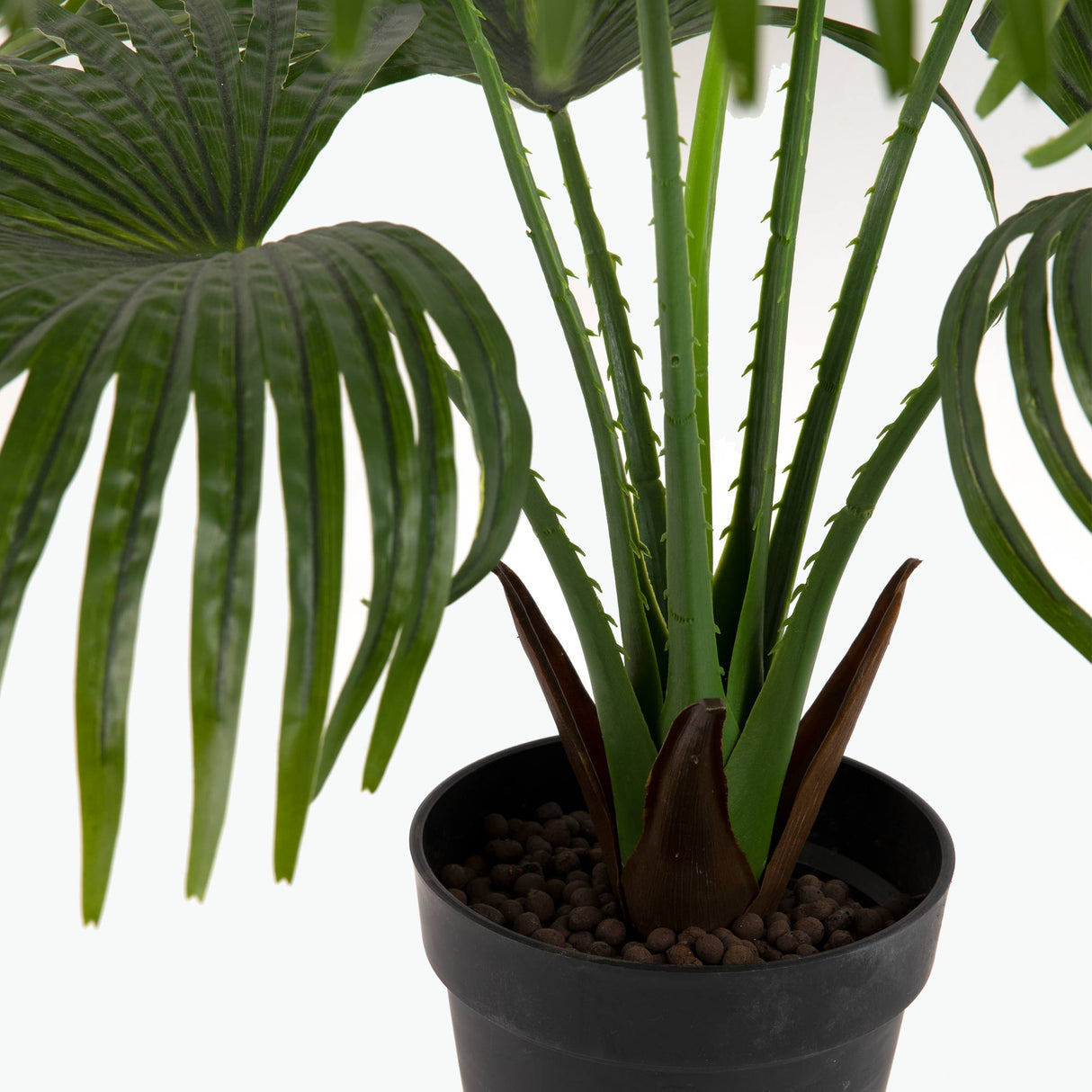 Flora Viftepalme 80 cm