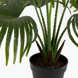 Flora Viftepalme 80 cm