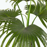 Flora Viftepalme 80 cm