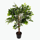 Flora Fiken 90 cm