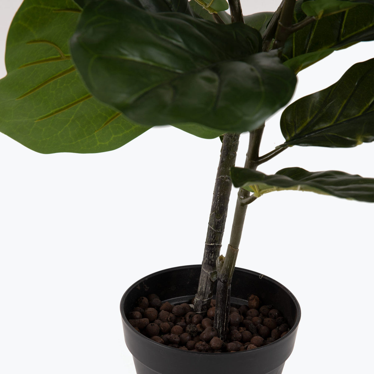 Flora Fiolinfiken 100 cm