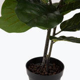 Flora Fiolinfiken 100 cm