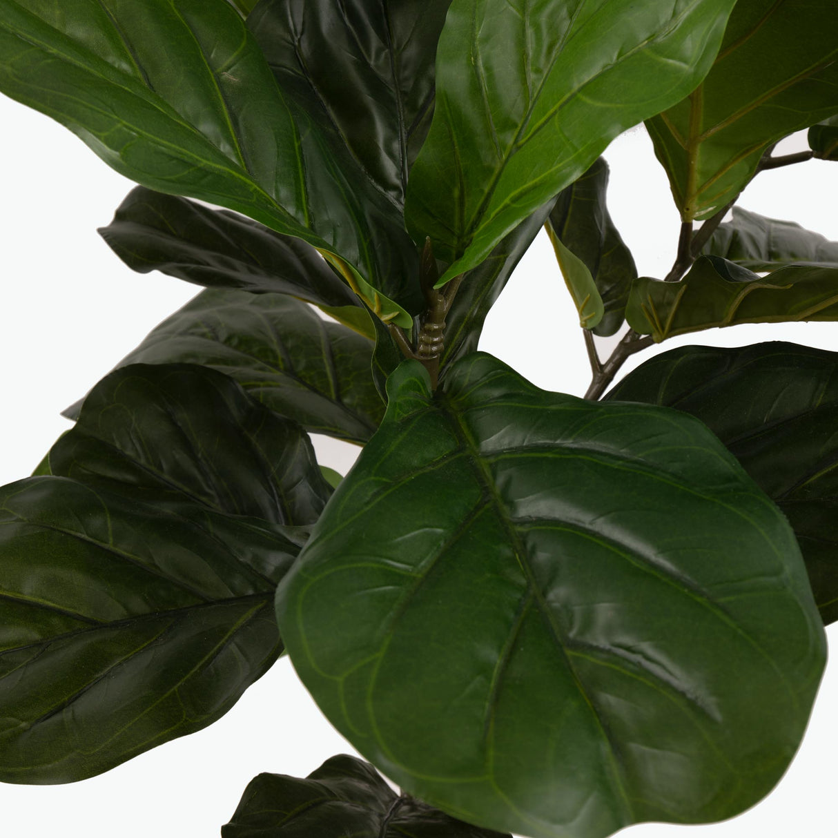 Flora Fiolinfiken 100 cm