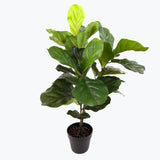 Flora Fiolinfiken 100 cm