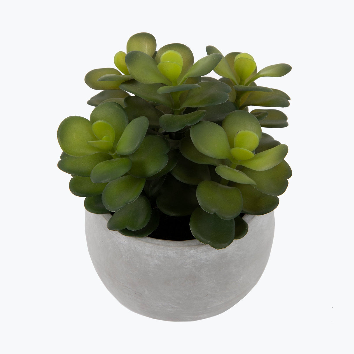 Flora sukkulent