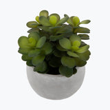 Flora sukkulent