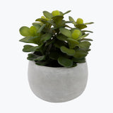 Flora sukkulent