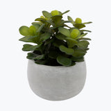 Flora sukkulent