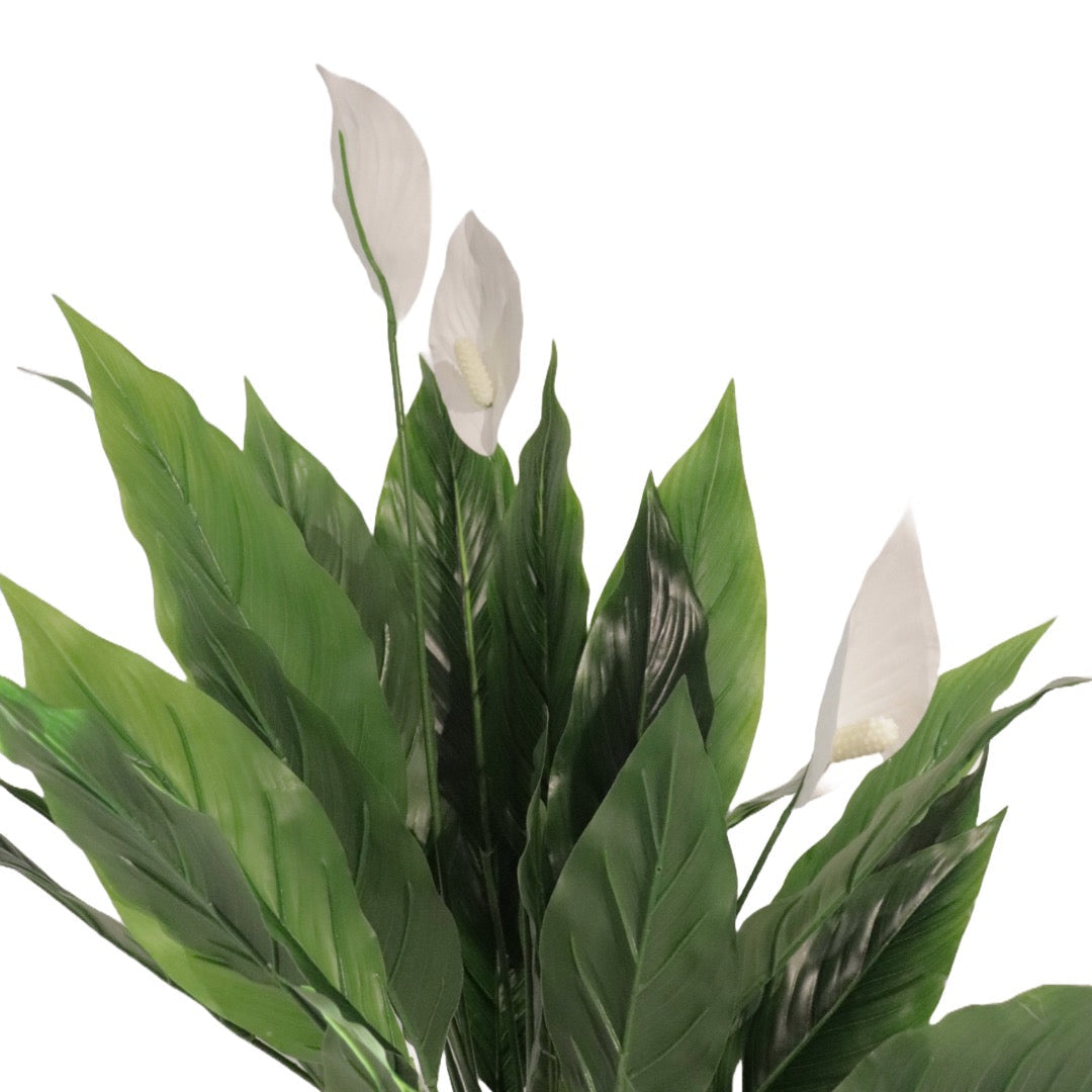 Flora Fredslilje 75 cm