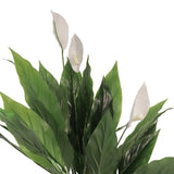 Flora Fredslilje 75 cm