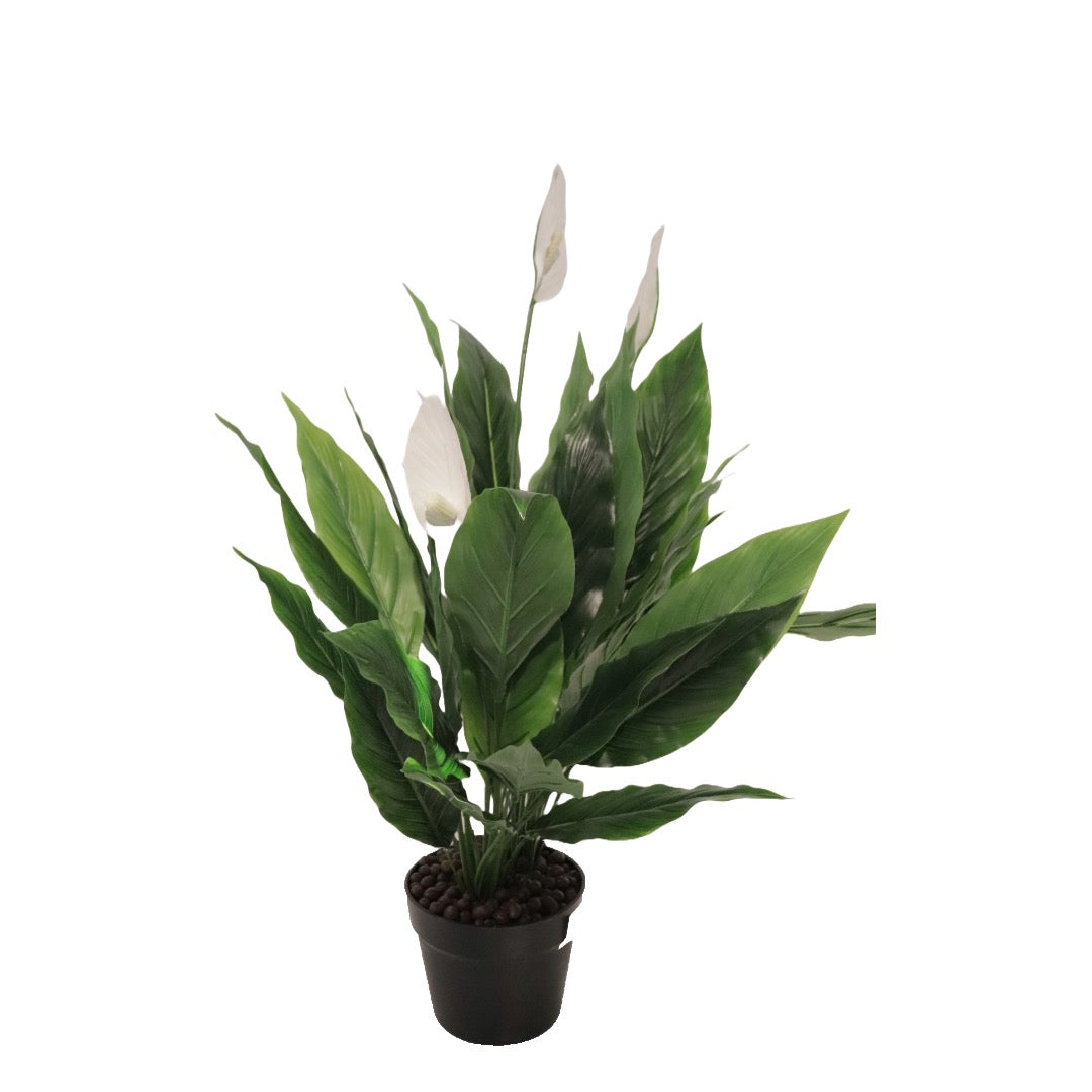 Flora Fredslilje 75 cm