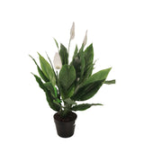 Flora Fredslilje 75 cm