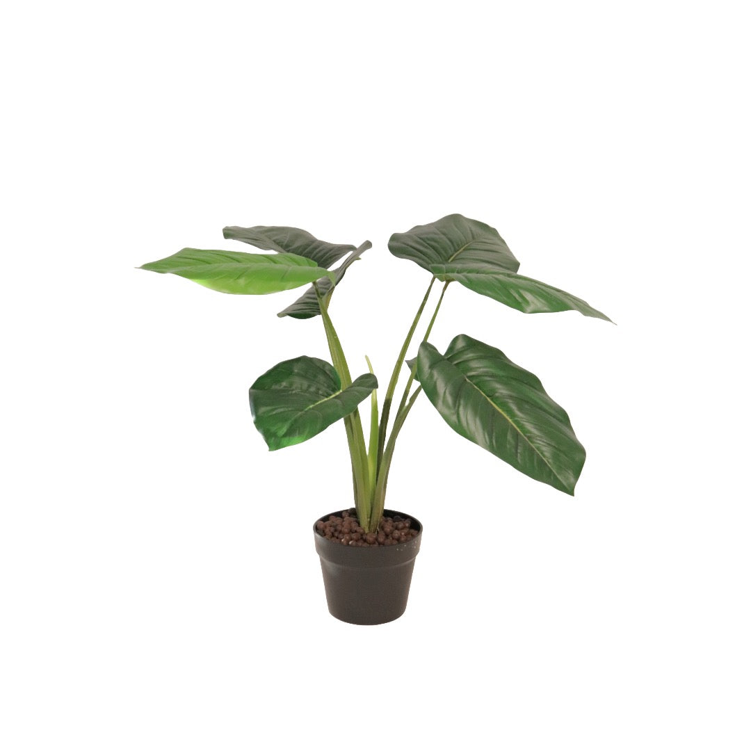 Flora Pothos 60 cm