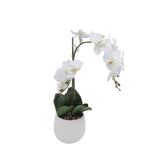 Orchid white 53 cm