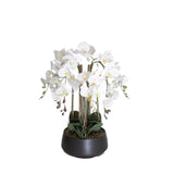 Orchid hvit 73 cm