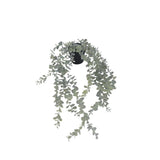 Flora sukkulent hengende 65 cm