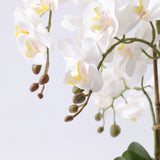 Orchid hvit 52 cm m/svart potte