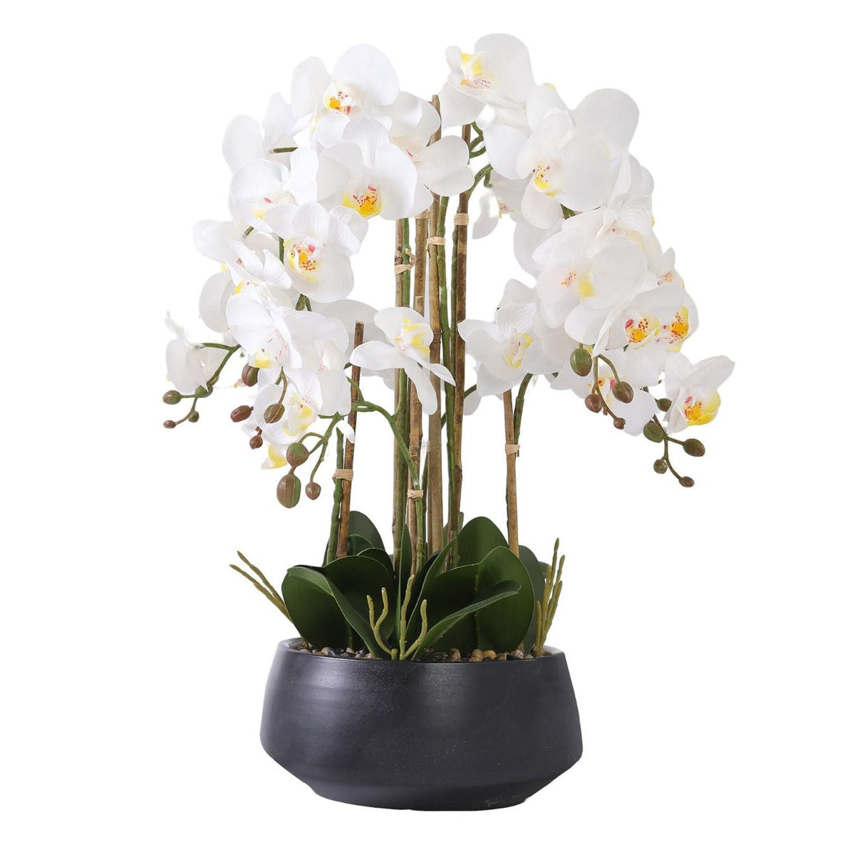 Orchid hvit 52 cm m/svart potte