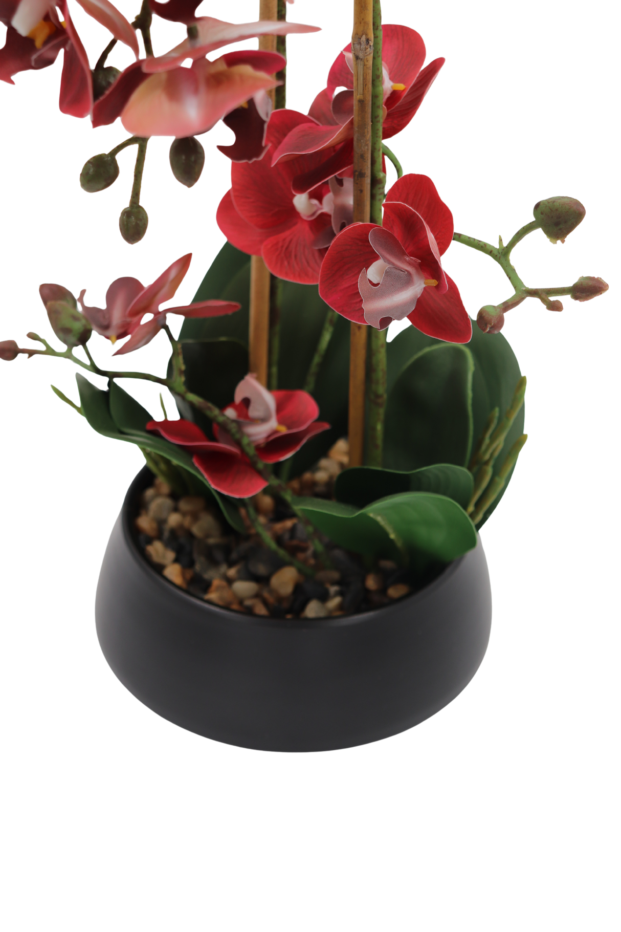 Orchid burgunder 47 cm m/svart potte