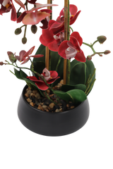 Orchid burgunder 47 cm m/svart potte